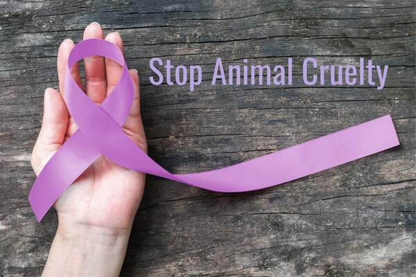 Purple wristbands represents animal cruelty.