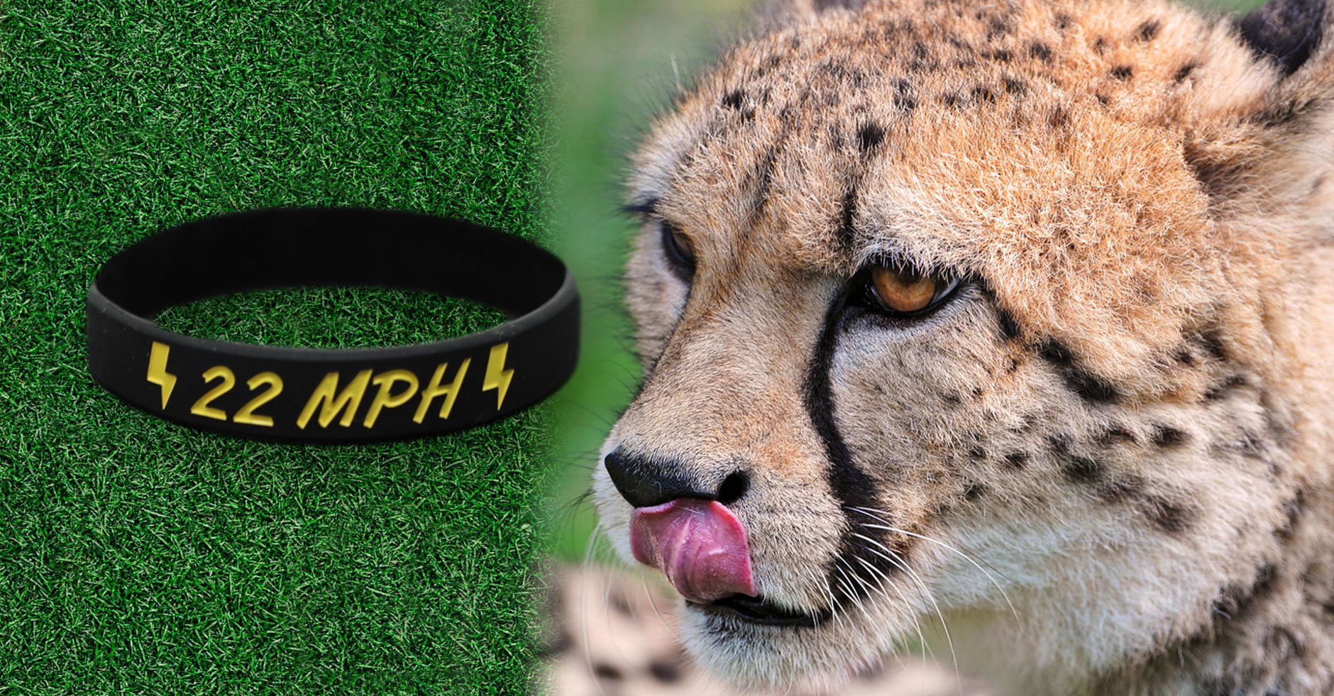 Cheetah Licking Lips At MPH Wristbands