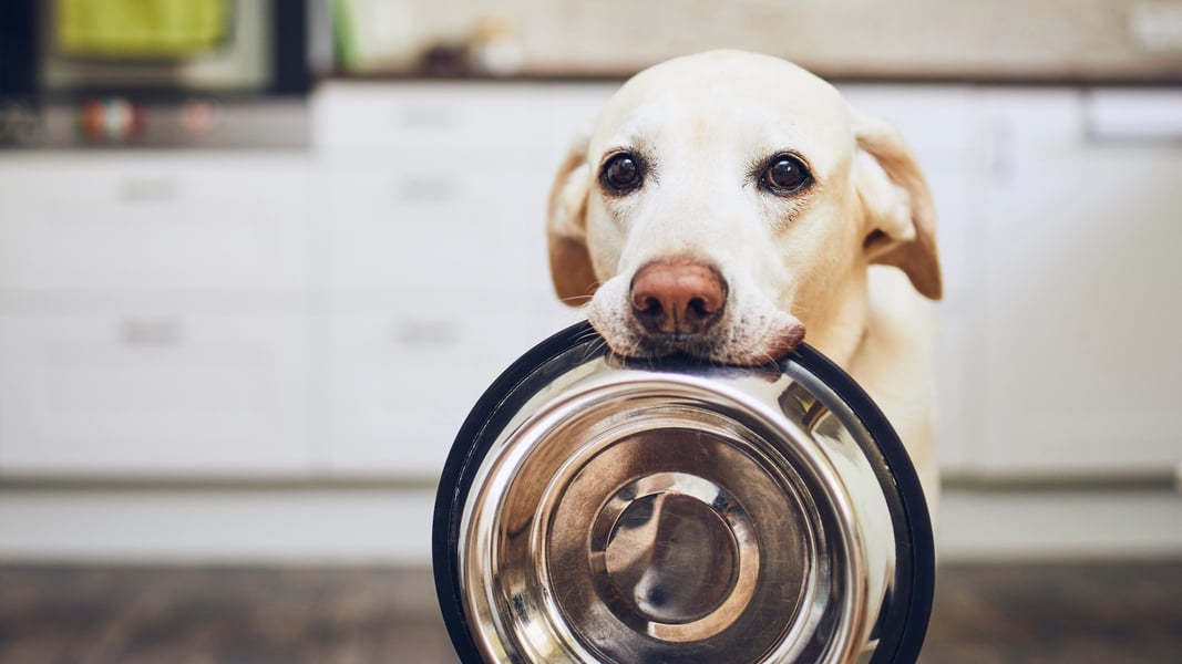 cook-for-pets-day