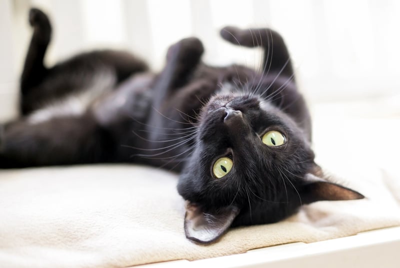 Image of a black cat resting on its back on a sofa