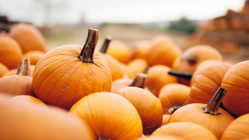 october-pumpkins