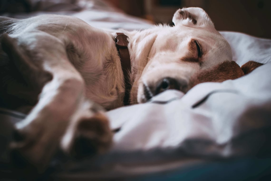 a dog sleeping on a bed. Sleep is important for your health.